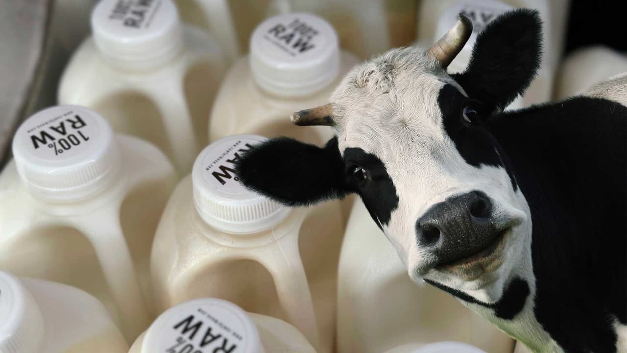 Consumo de leche bronca aumenta en EEUU a pesar del brote de gripe aviar en vacas