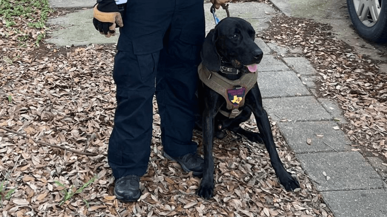 Hallan a niña sin ropa y merodeando en vecindario; agente canino logra dar con la casa de donde había salido