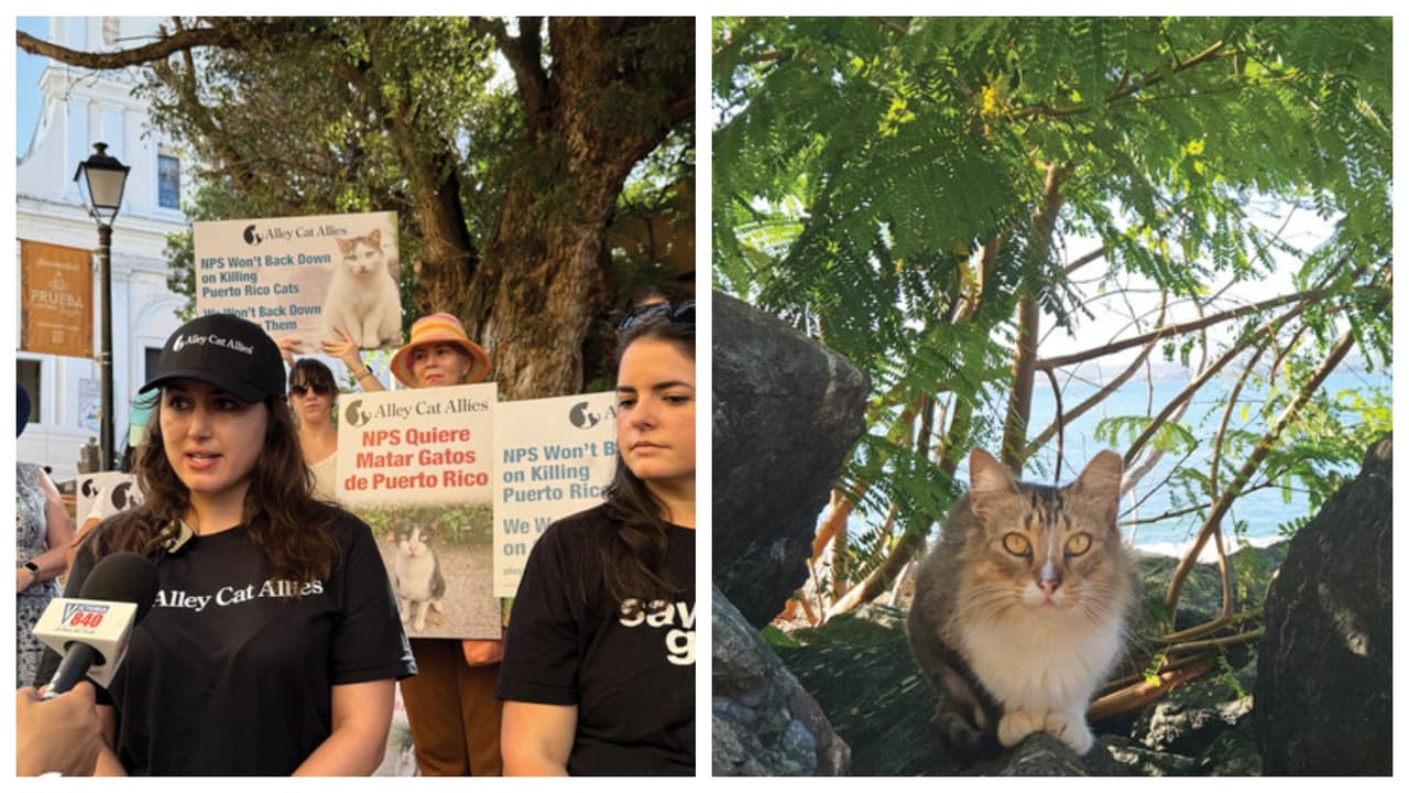 Protesta contra exterminio de gatos del Paseo del Morro: Alley Cat Allies lucha contra planes del NPS en San Juan