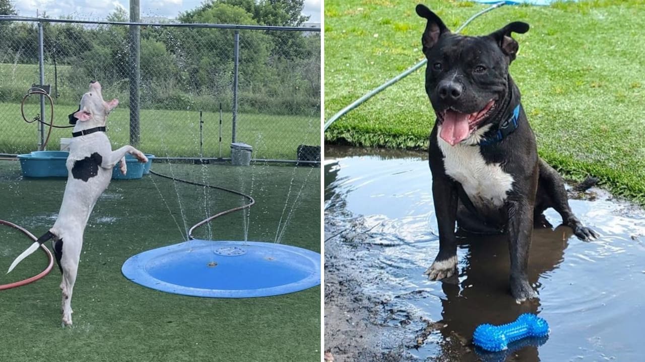 Refugio de perros en Tampa pide ayuda urgente por calor récord: ¿cómo puedes salvar una vida?