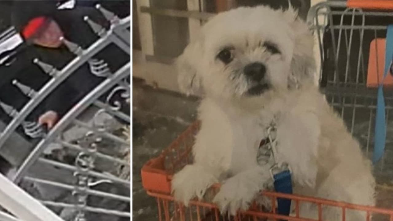 El perrito "Romeo Rivera" fue robado en Brooklyn; su dueña de 74 años pide ayuda para hallarlo