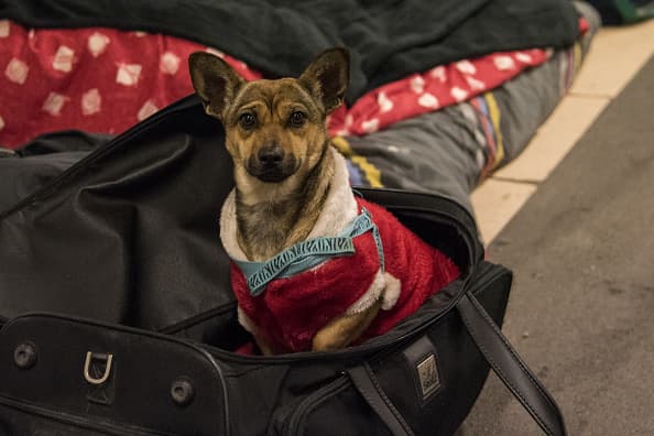 <a href="https://www.azhumane.org/2016/01/pet-tips-to-tackle-cold-winter-months/" target="_blank">La Sociedad Humana de Arizona</a> sugiere que usted programe el chequeo anual su mascota en las clínicas veterinarias.
<br>