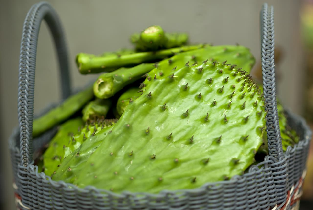 La apariencia dura y espinosa del nopal resguarda nutrientes que benefician la piel y el cabello y tienen propiedades regenerativas.