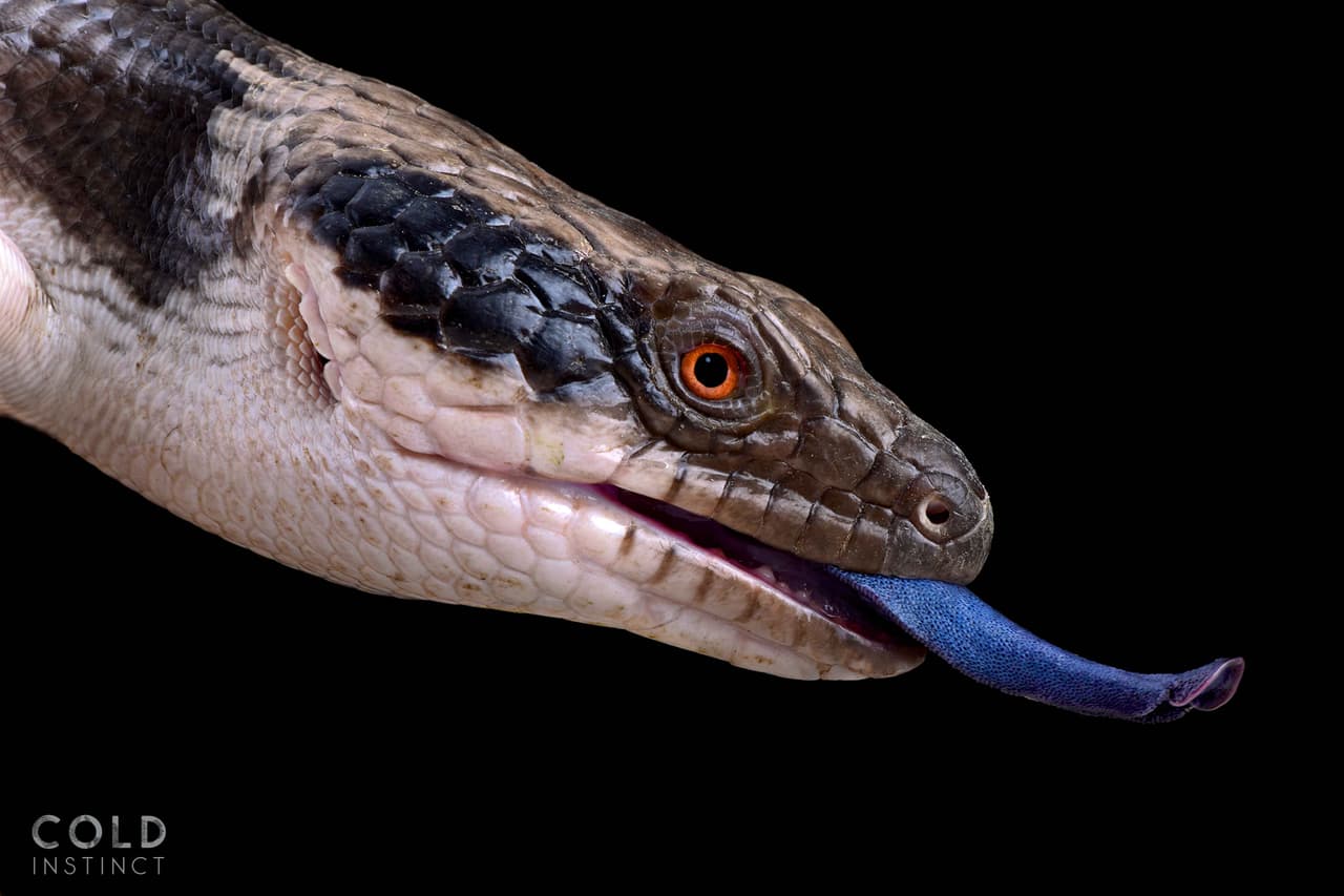<i>Tiliqua occipitalis</i>, o ‘lagartija occidental de lengua azul’, originaria de Australia.