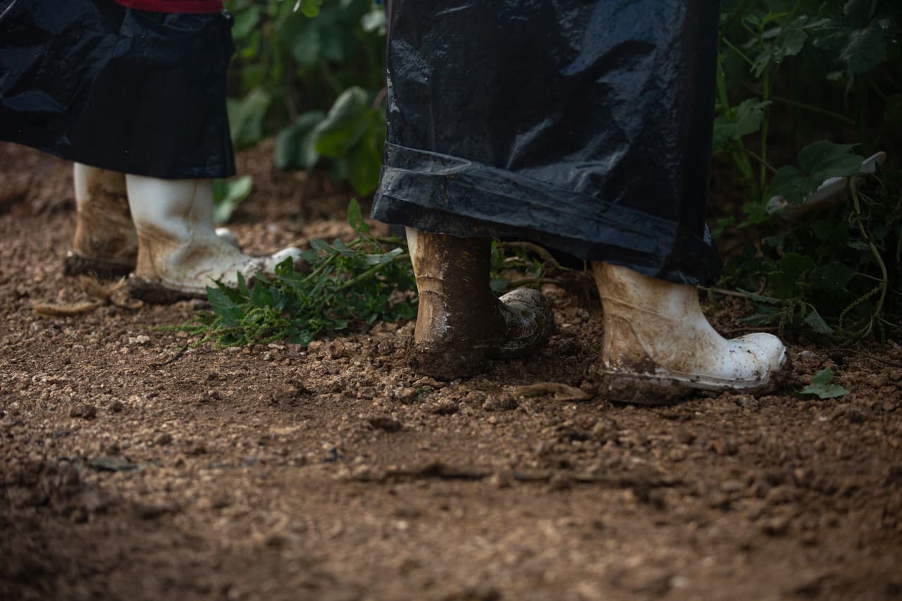 <b>La esencial mano de obra migrante -</b> Los trabajadores de estos campos de ocra son casi en su mayoría inmigrantes indocumentados que han seguido trabajando a pesar de temer contagiarse porque no recibieron ayuda del paquete de estímulo económico aprobado en el Congreso a fines de marzo y deben mantener en la medida de lo posible sus fuentes de sustento. Trabajan cubiertos con bolsas de plástico y con mascarillas ya sea para evitar un contagio como la picazón que pueden producir los arbustos de ocra con el constante roce.