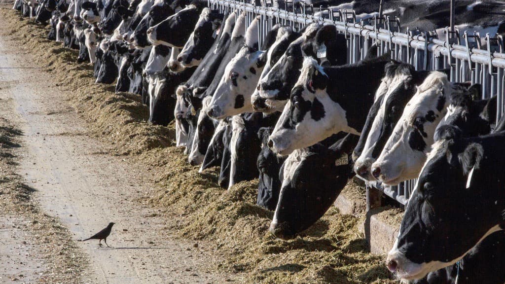 Confirman brote de gripe aviar en vacas lecheras en Texas y Nuevo México: te explicamos si es seguro tomar leche