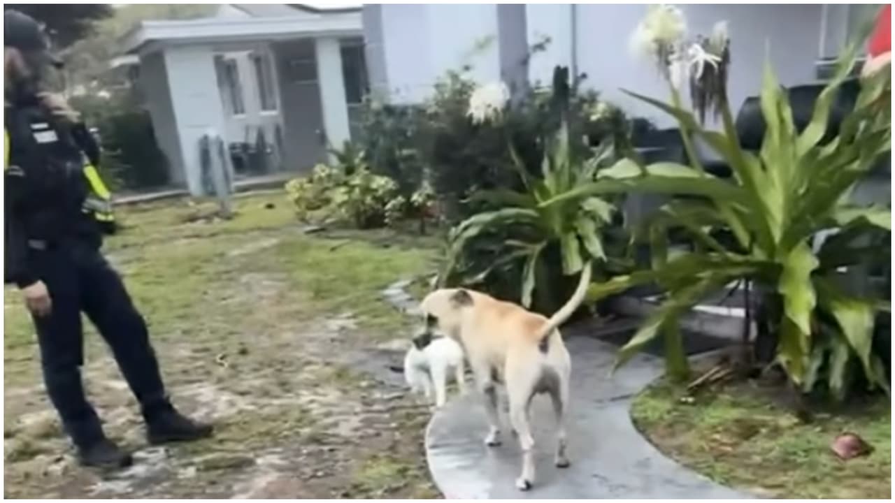 Un policía de Fort Lauderdale disparó a un perro que mató a un conejo