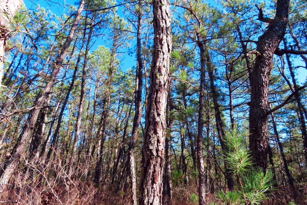 Taló árboles de su vecino y ahora enfrenta una multa de decenas de miles de dólares
