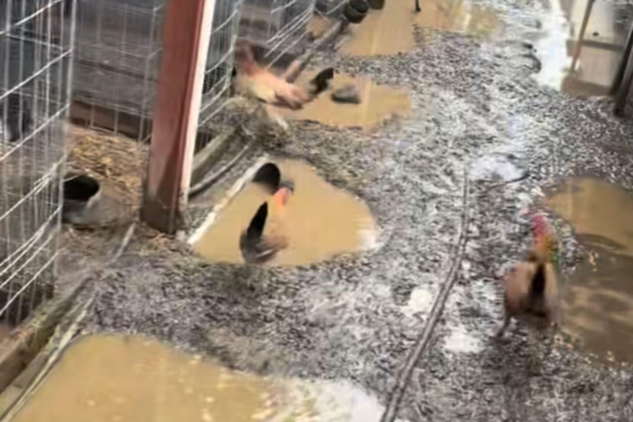 Rescatan a más de 800 gallos en operativo contra presuntas peleas ilegales en California