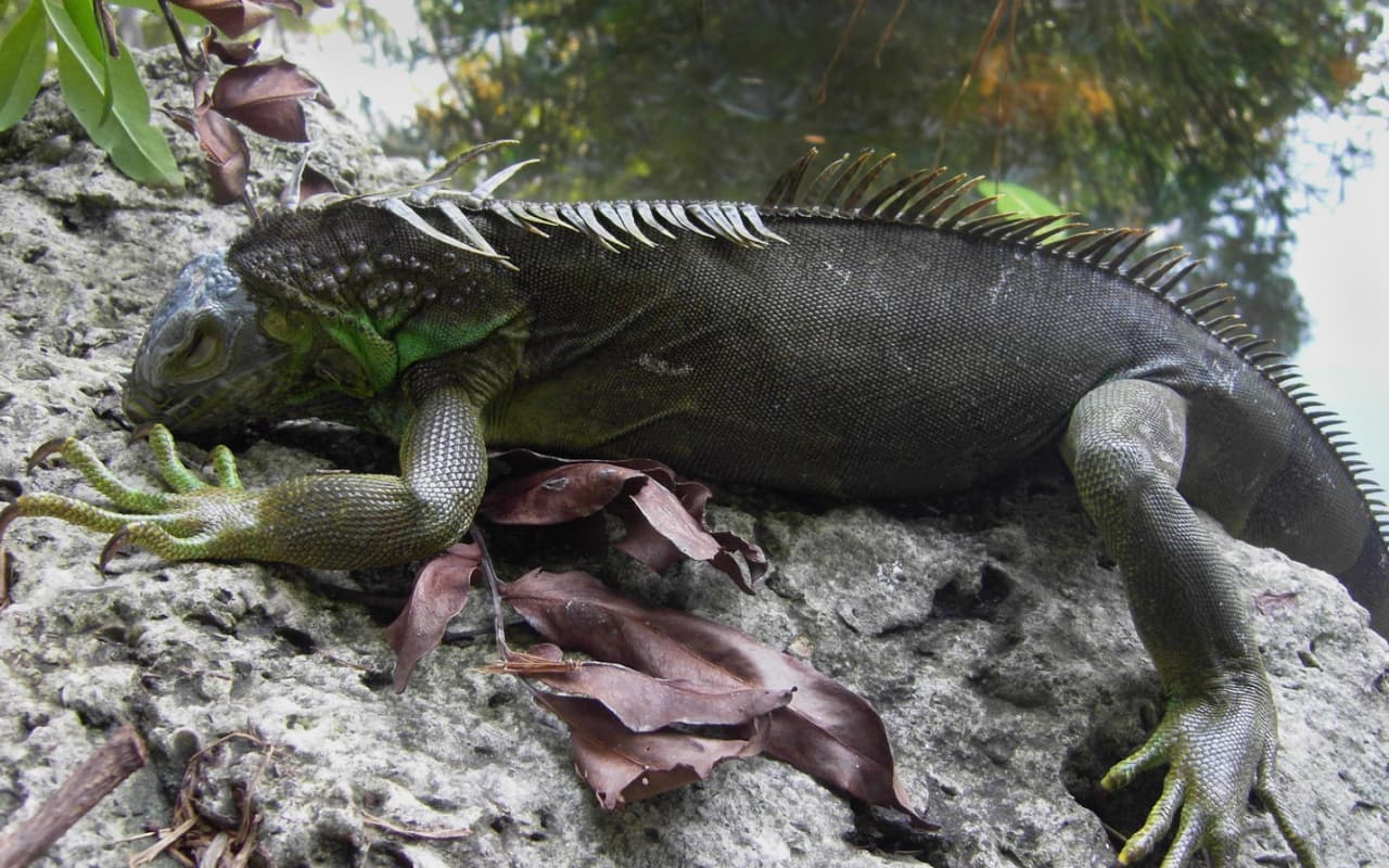 Comisión de Pesca y Vida Silvestre de Florida permite retirar iguanas “congeladas”