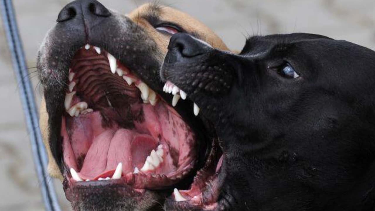 Un niño es atacado a mordidas por su propio perro en el noreste de San Antonio