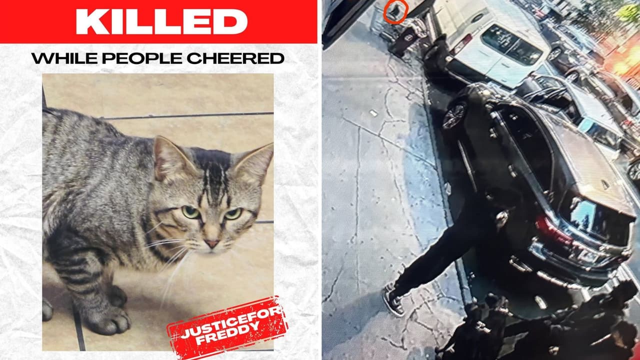 Piden justicia para Freddy, un gato de bodega muerto por perros