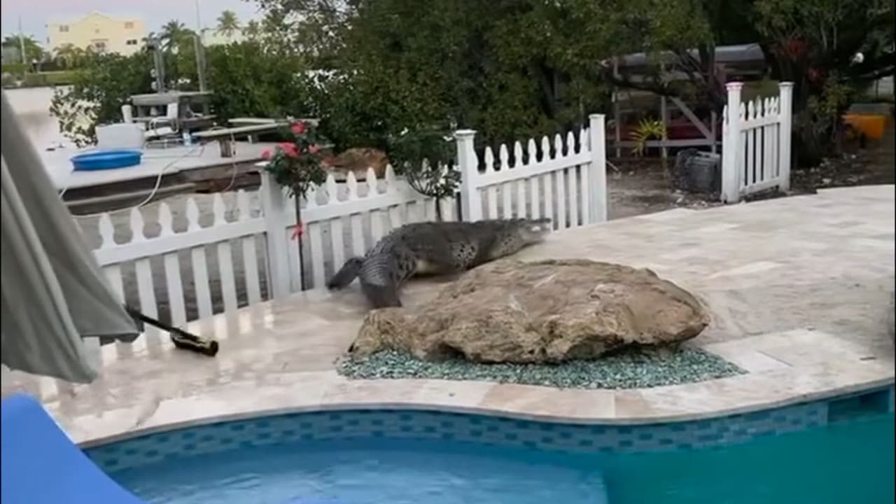 Así fue el rescate de un caimán de una piscina en Cayo Largo: Qué hacer ante estos reptiles en Florida