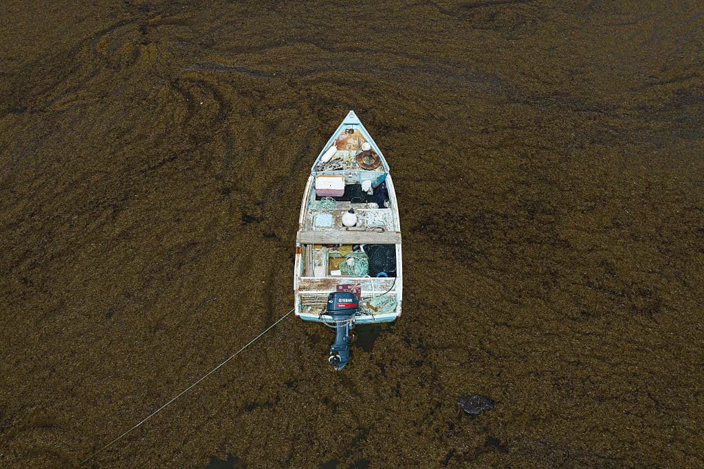 <b>Impacto directo en la biodiversidad costera: </b>Al cubrir grandes extensiones de costa, el sargazo impide el paso de luz solar al fondo marino, lo que puede matar pastos marinos, dañar arrecifes de coral y alterar hábitats críticos.
<br>