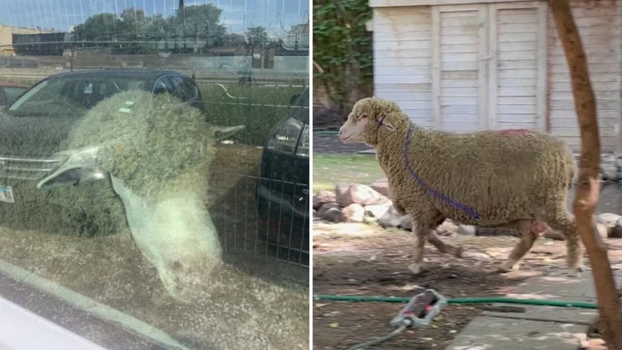 La historia de la oveja fugitiva que escapó de una carnicería en West Loop