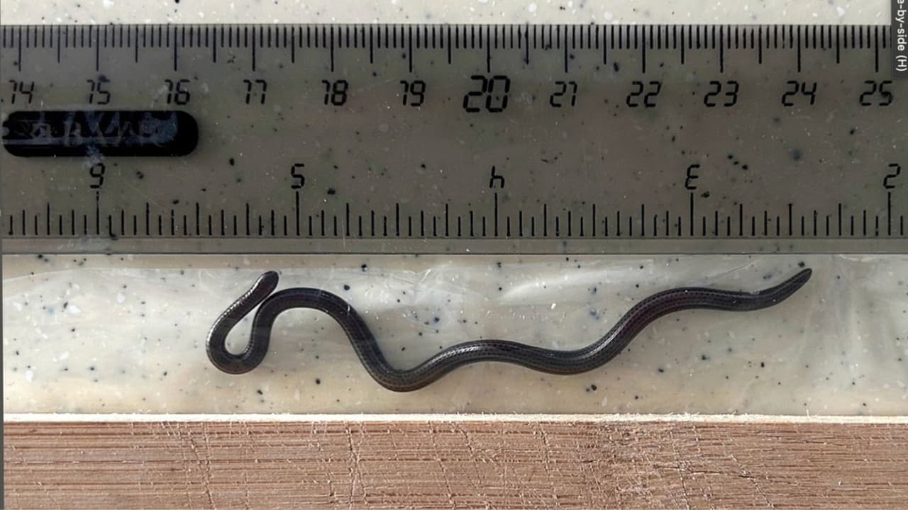 Es ciega, cabe en una moneda y nadie la encontraba: hallan ejemplar vivo de la serpiente más pequeña del mundo