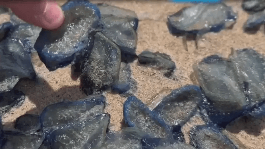 Rara medusa fantasma del tamaño de un camión es vista en aguas profundas frente a Argentina