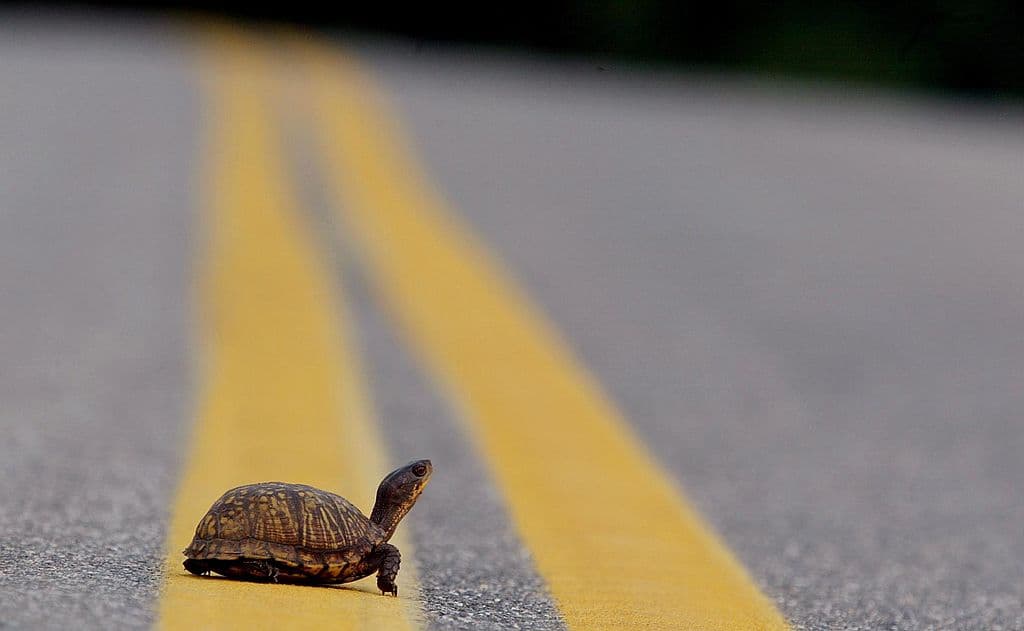 Por salvar una tortuga: el gesto que le costó la vida a un hombre en una autopista de Florida