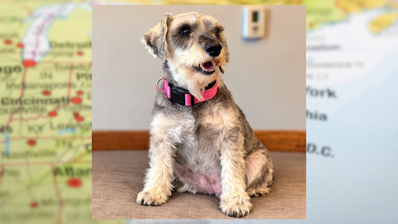 Una perrita perdida en Texas aparece años después a 1,500 millas en Nueva Jersey