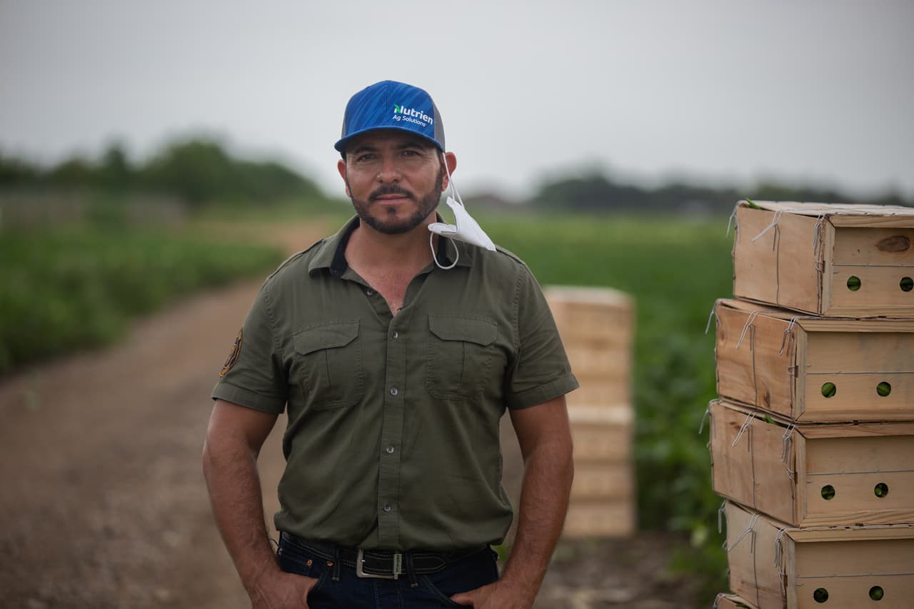 <b>De recolector a dueño de cientos de acres -</b> Pedro Sifuentes llegó a Estados Unidos en 1999 desde su natal México. "Como cualquier inmigrante que llega, me acuerdo que en ese tiempo no conocía a nadie en la región. Me tocó vivir en un parque por una semana hasta conseguir trabajo, fui trabajador en el campo, siempre busqué el campo porque en México desde muy pequeños nos dedicamos a trabajar en el campo", contó a Univision Noticias. Pedro cultiva ahora unos 1,400 acres de ocra y otros cultivos como la calabaza.