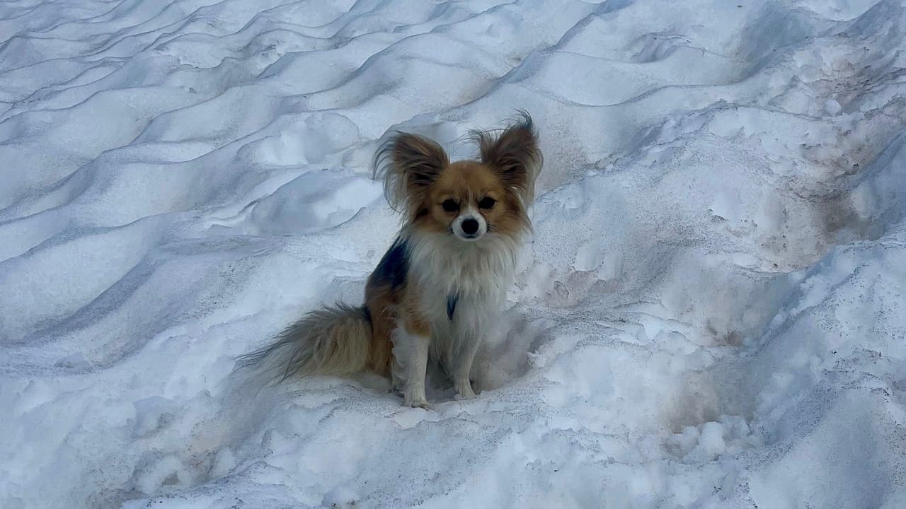 "Héroe de cuatro patas": este chihuahua le salvó la vida a su dueño tras caer en la grieta de un glaciar
