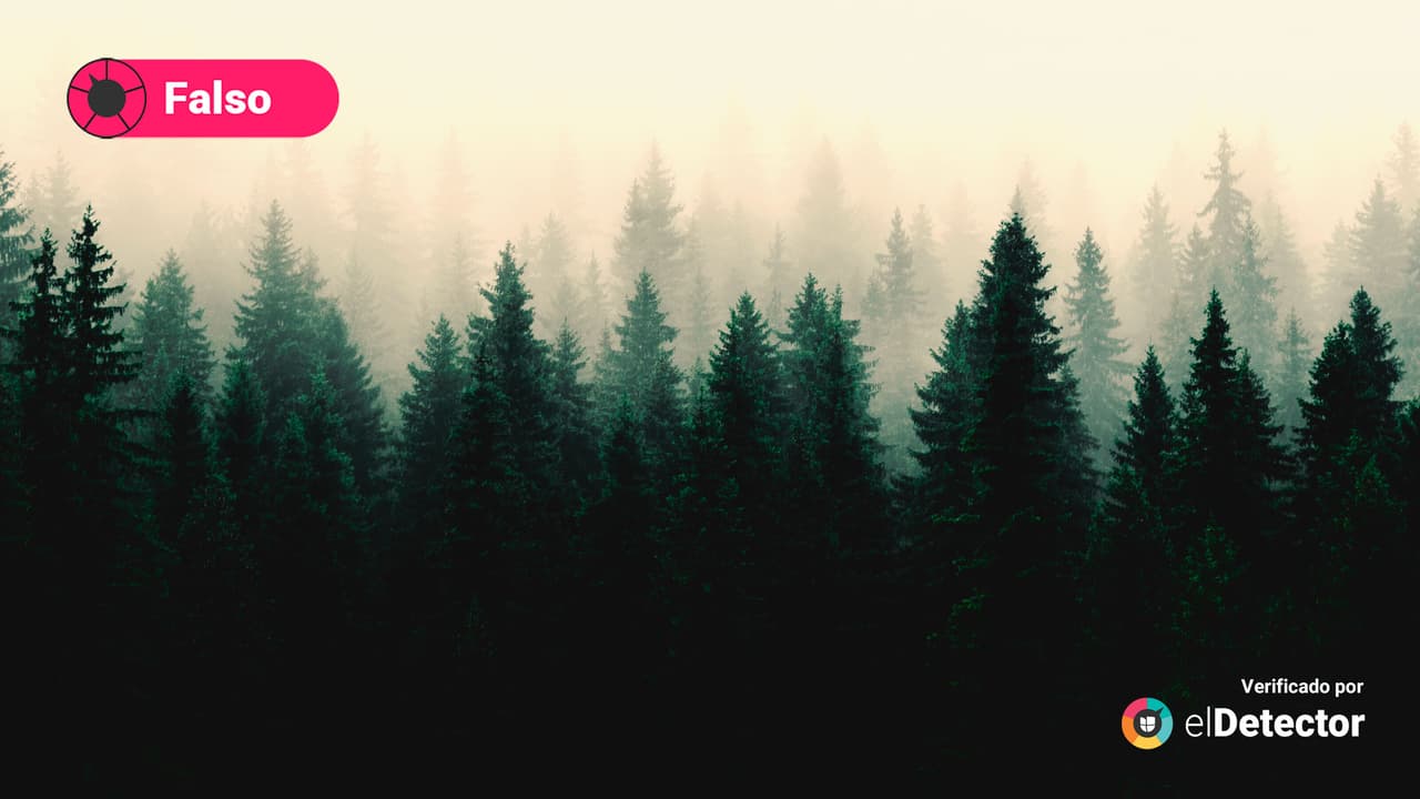 Es falso que los bosques se deforestan por usar pinos naturales en Navidad