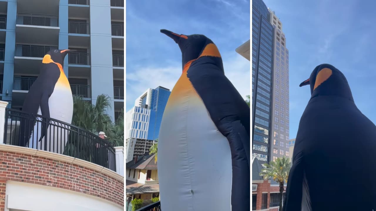 Pingüinos gigantes invaden Orlando para celebrar la llegada del pingüino emperador a SeaWorld
