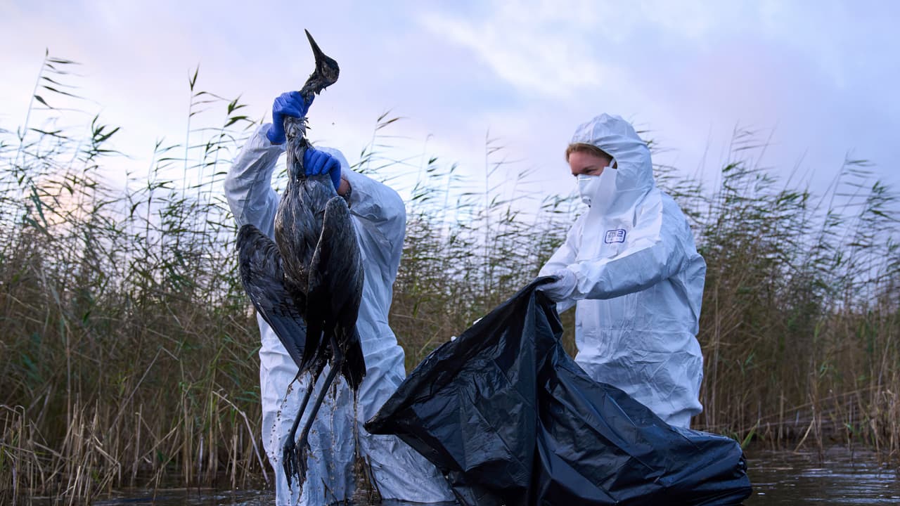 Pensilvania enfrenta peor brote de gripe aviar desde los 80; NJ investiga muerte masiva de gansos