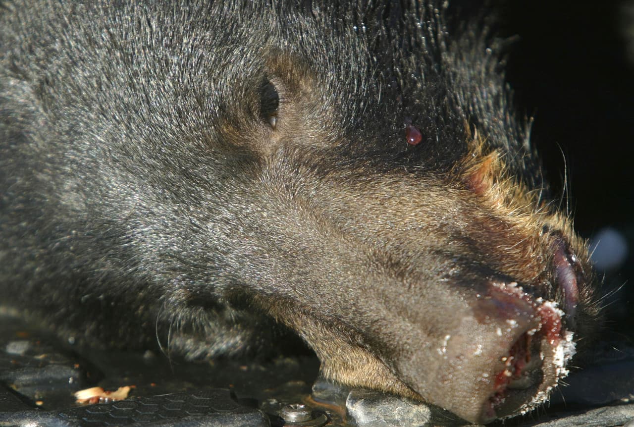 <b>21 de marzo</b> - Una nueva orden firmada por el presidente Trump permite a los cazadores en Alaska a disparar y matar a los osos hibernando y cachorros de lobo en las guaridas. Esa prohibición incluía la de la caza aérea, la captura en vivo o el cebo de depredadores como osos y lobos, así como de matar a esos depredadores cerca de sus madrigueras o sus cachorros. El año pasado, el presidente Obama firmó una orden ejecutiva que prohíbe estas inhumanas prácticas de caza en 76.8 millones de acres de conservas nacionales protegidas federalmente en Alaska. Fueron atropellados por el presidente Trump.