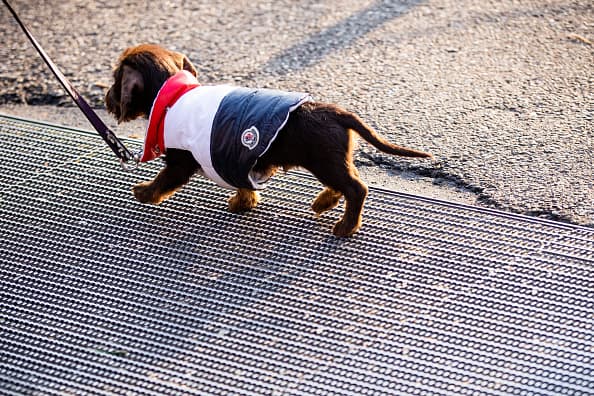 Aunque muchas mascotas prefieren estar afuera, a veces las condiciones pueden ser extremas para que puedan manejarlas.
<br>