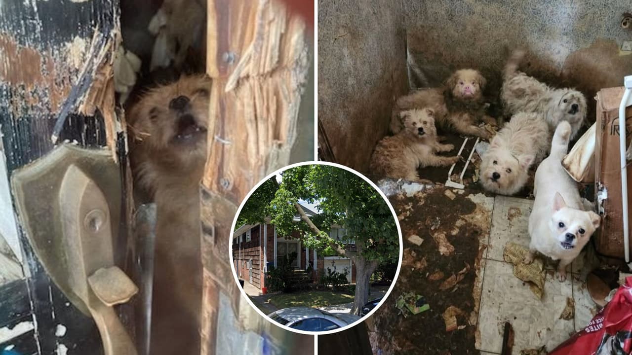 Encuentran muerta a mujer de 73 años con 80 perros en casa de Brooklyn