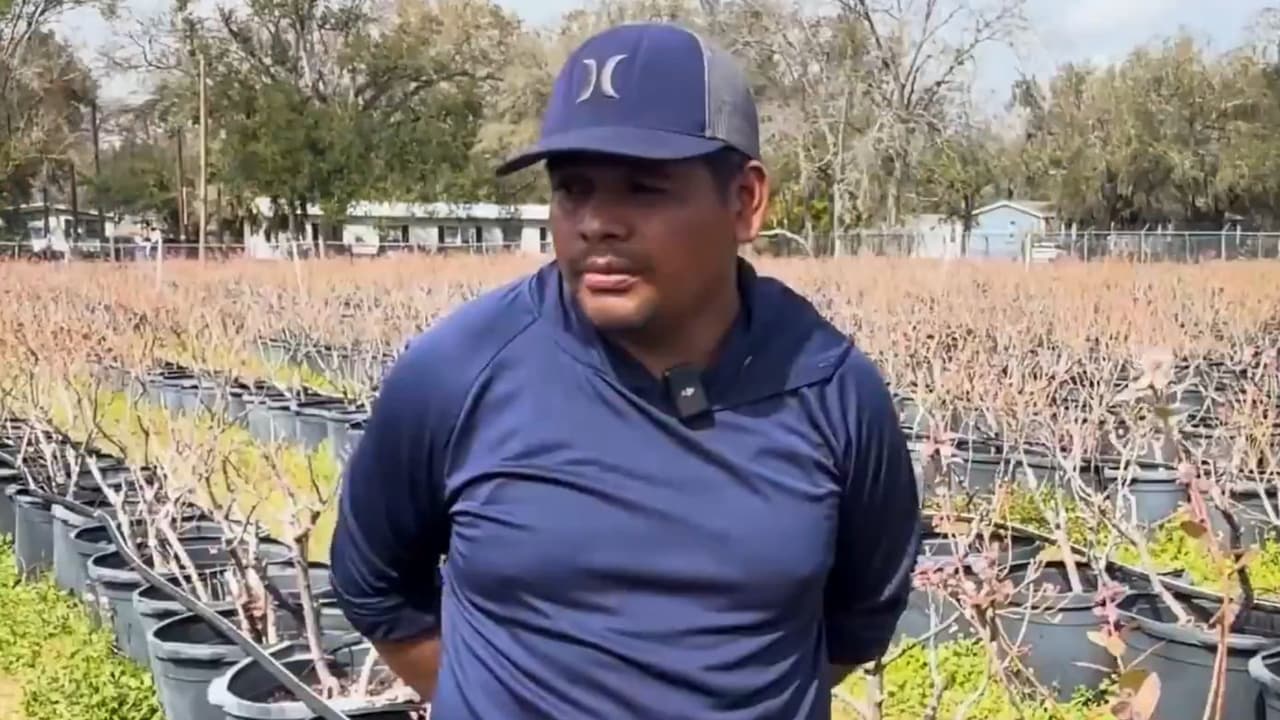 Heladas dañan más del 60% de cultivos de arándanos en Seffner y afectan el empleo