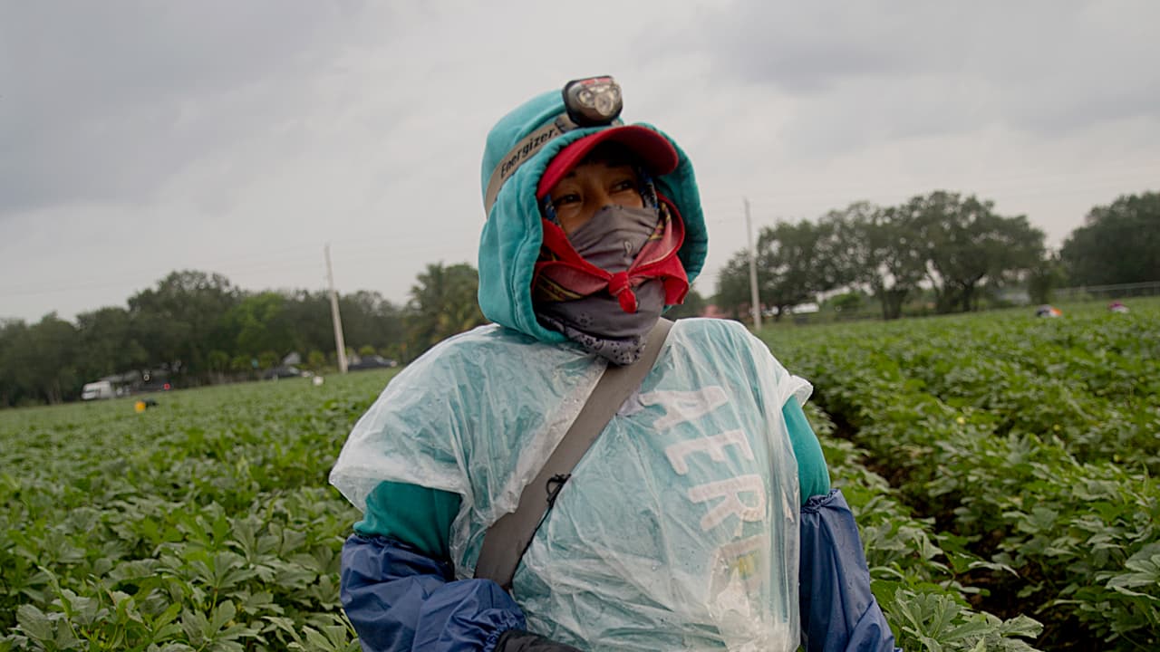 <b>"Tengo miedo, pero tengo que trabajar" -</b> Teresita es una migrante indocumentada de México que ha seguido trabajado sin tregua en los campos de ocra. "Aunque tengo miedo, tengo que trabajar. Porque si voy a estar en la casa nadie nos va a mantener. Nosotros necesitamos dinero para pagar la renta... todo", relató haciendo un alto en uno de los surcos que cosecha día tras día junto con su esposo.