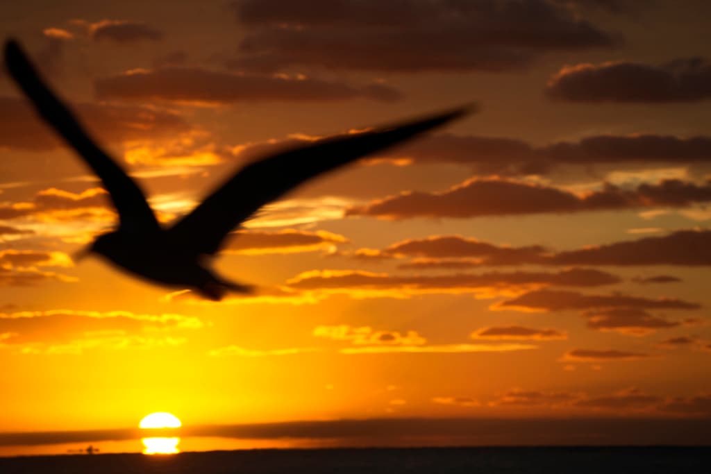 500% más rápido: El calentamiento del mar en Florida rompe récords y arriesga la vida marina