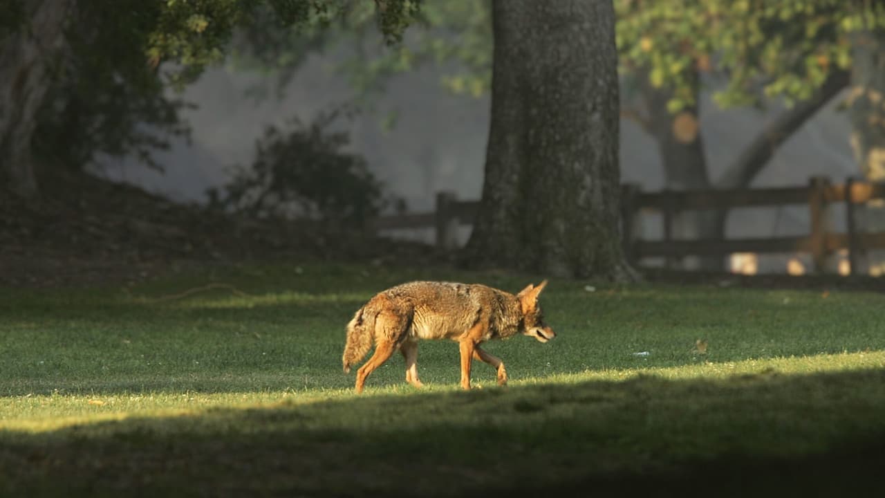 Aumentan los avistamientos de coyotes en San Antonio: toma estas precauciones