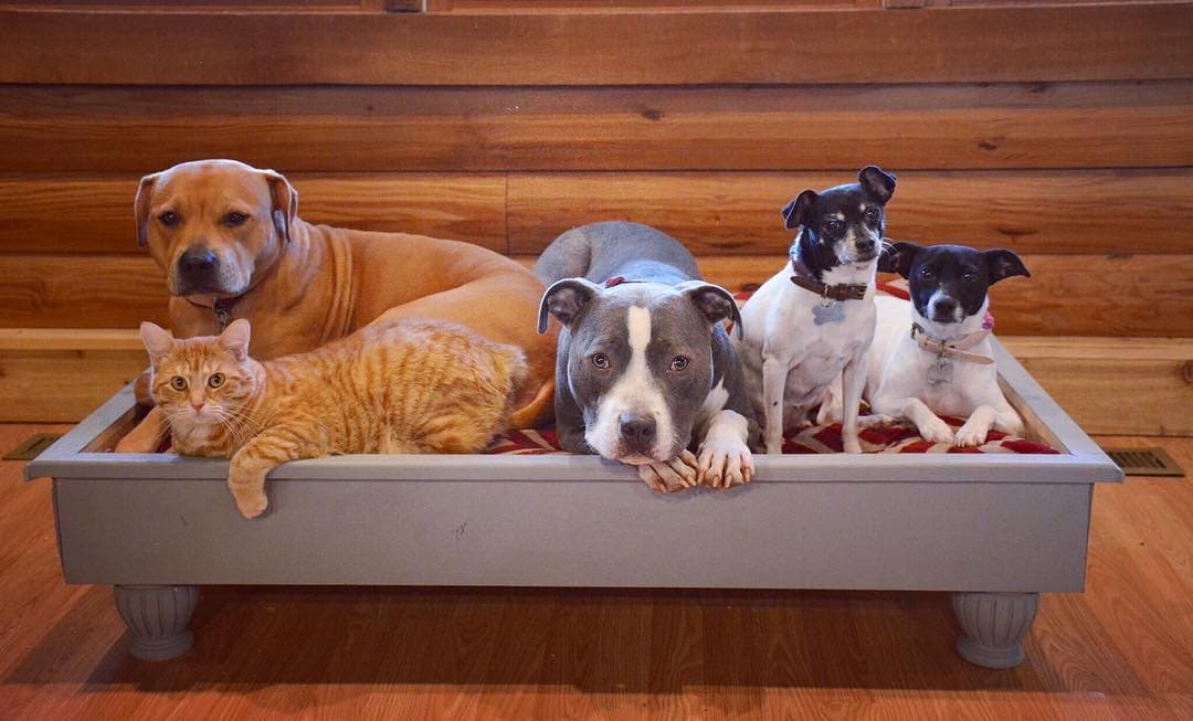 Bendición de mascotas en iglesias de la Arquidiócesis de Chicago