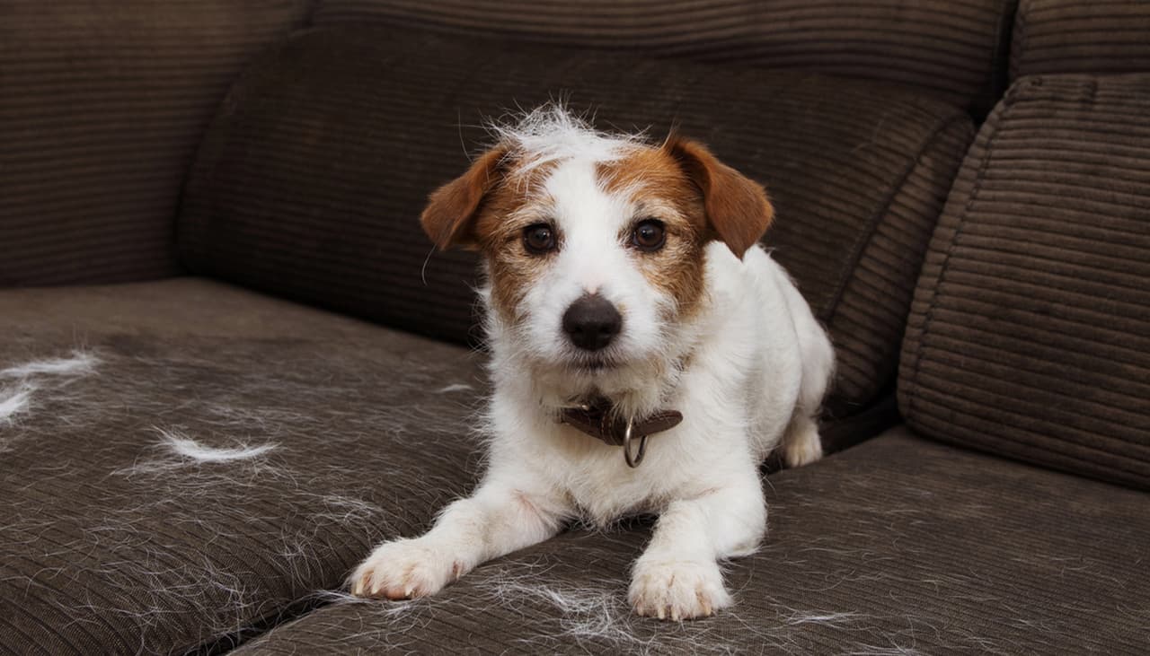 Sencillos tips para deshacerte de los pelos de mascota, ¡por fin tendrás tu casa impecable!