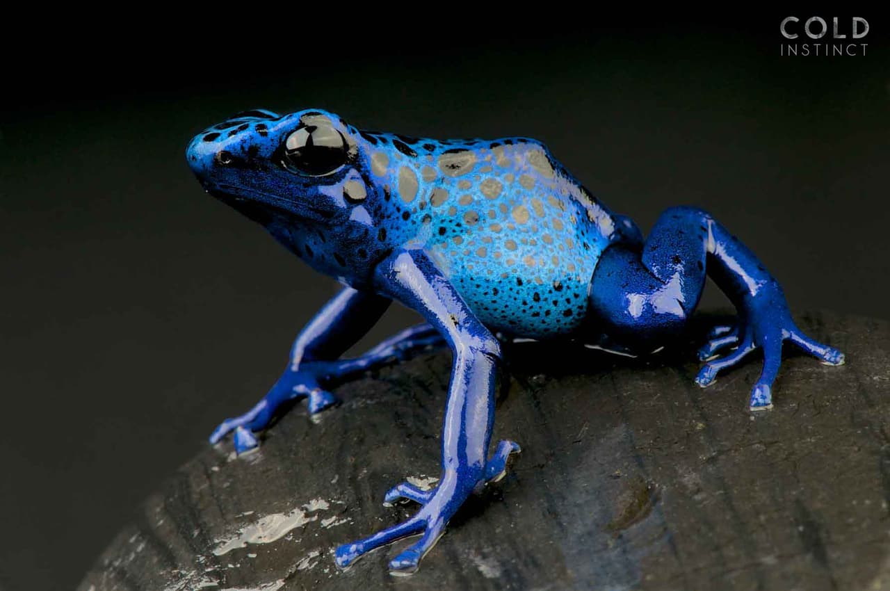 Una
<i>Dendrobates Tinctorius Azureus</i>, o 'rana dardo azul', de Surinam, América del Sur.
