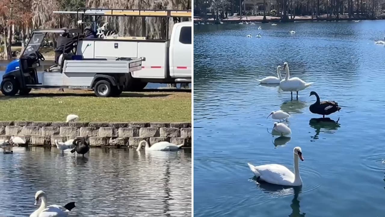 Gripe aviar ya mató a 37 aves en Lake Eola: autoridades alertan sobre riesgos