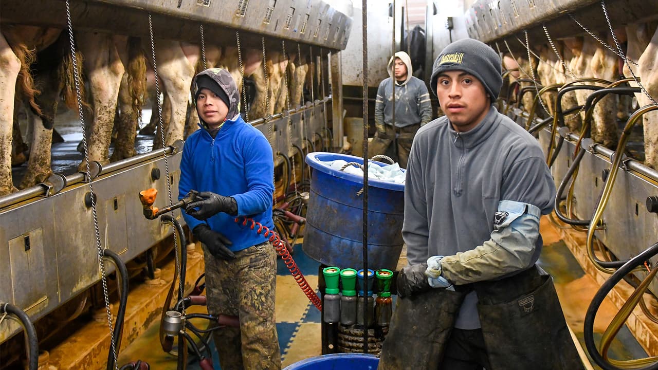 Confirman dos casos de gripe aviar en trabajadores agrícolas de California. ¿Cuál es el riesgo?