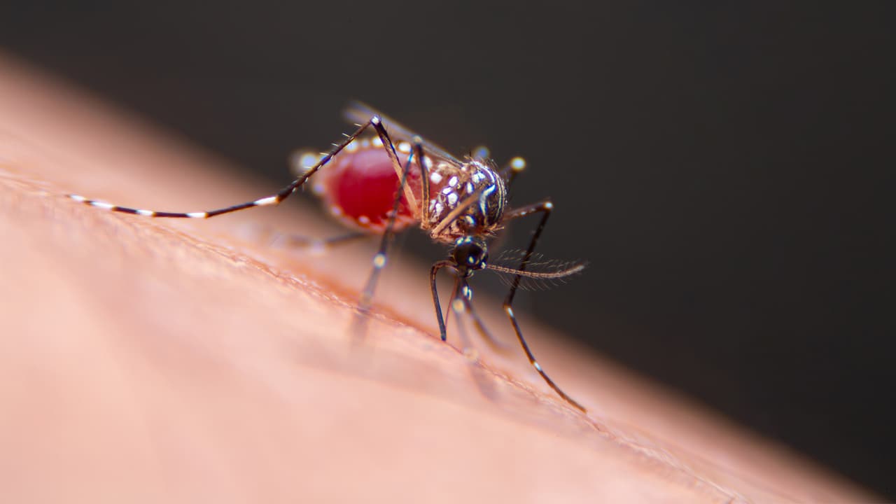 Emiten aviso de salud por el virus del dengue; te decimos cuáles son los síntomas