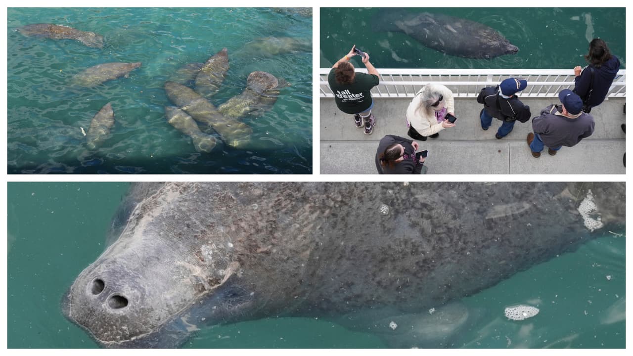 El frío en Florida cambia el comportamiento de los manatíes y buscan las aguas de las plantas eléctricas