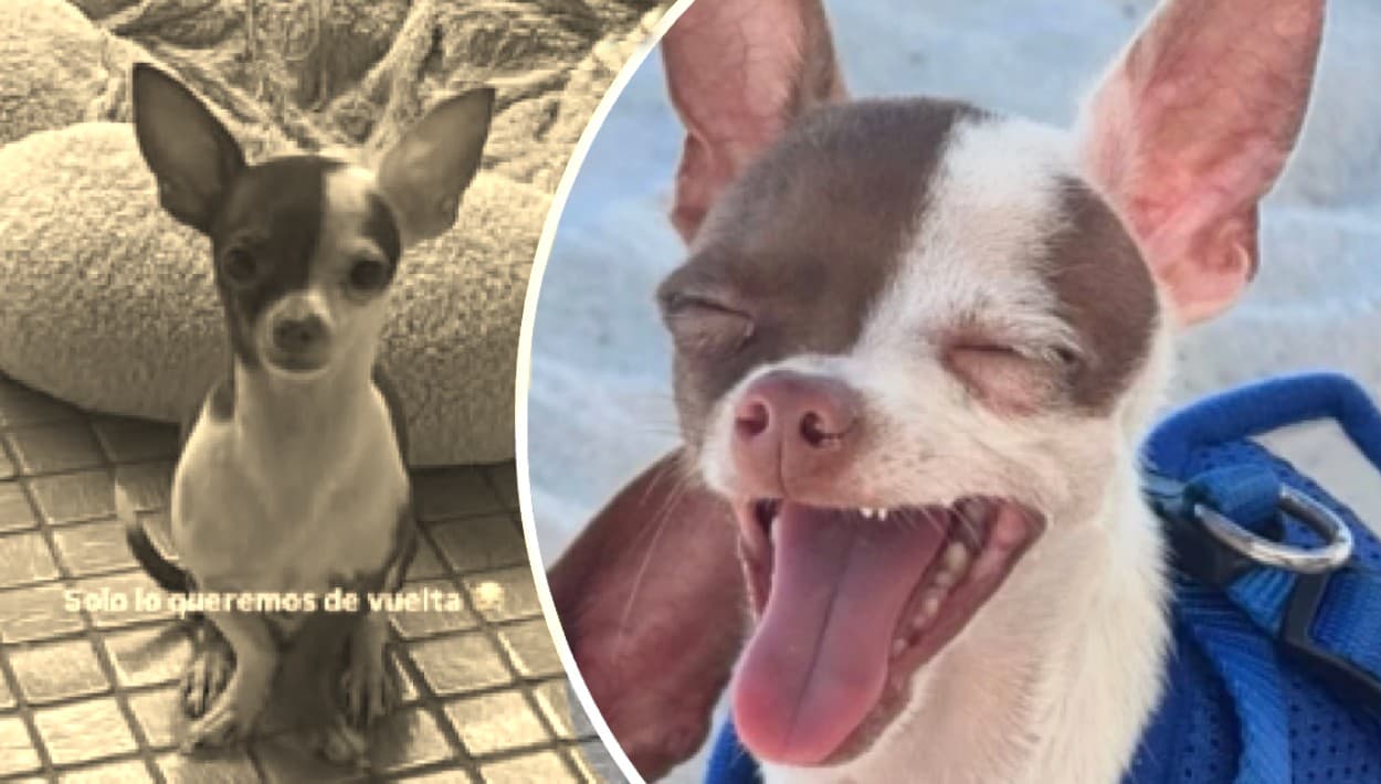 Careta regresa a casa y no cobran la recompensa que ofrecía su familia en Guaynabo