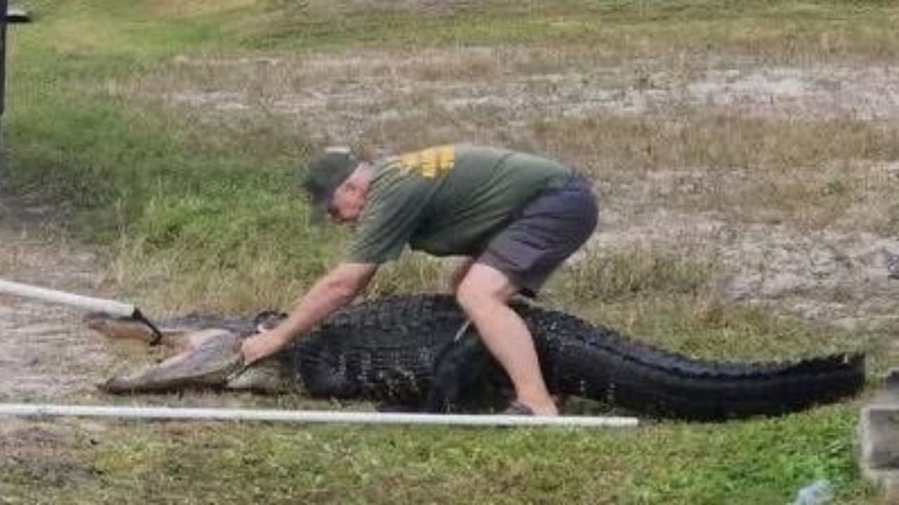 Rescatan a un caimán de más de 10 pies atrapado en una alcantarilla de Florida