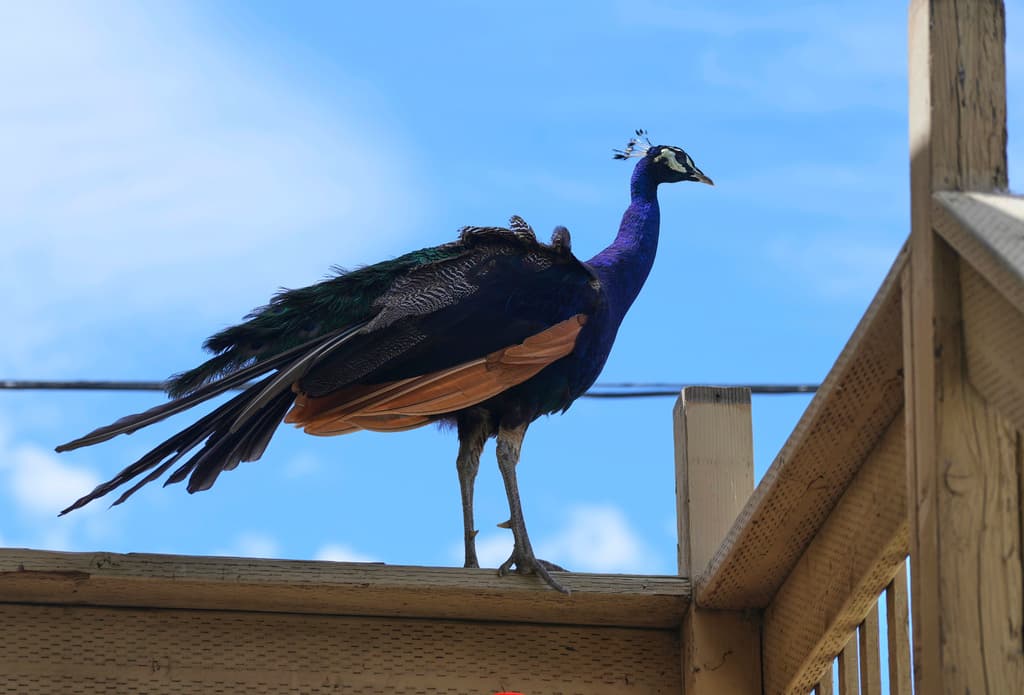 Los pavos reales son alimentados por empleados del hotel, que
<b>les dan sobras de filete miñón, costillas de res y salmón</b>. Algunas de las aves son consideradas como mascotas, declaró el gerente general de la famosa hospedería en el Delta de Sacramento.