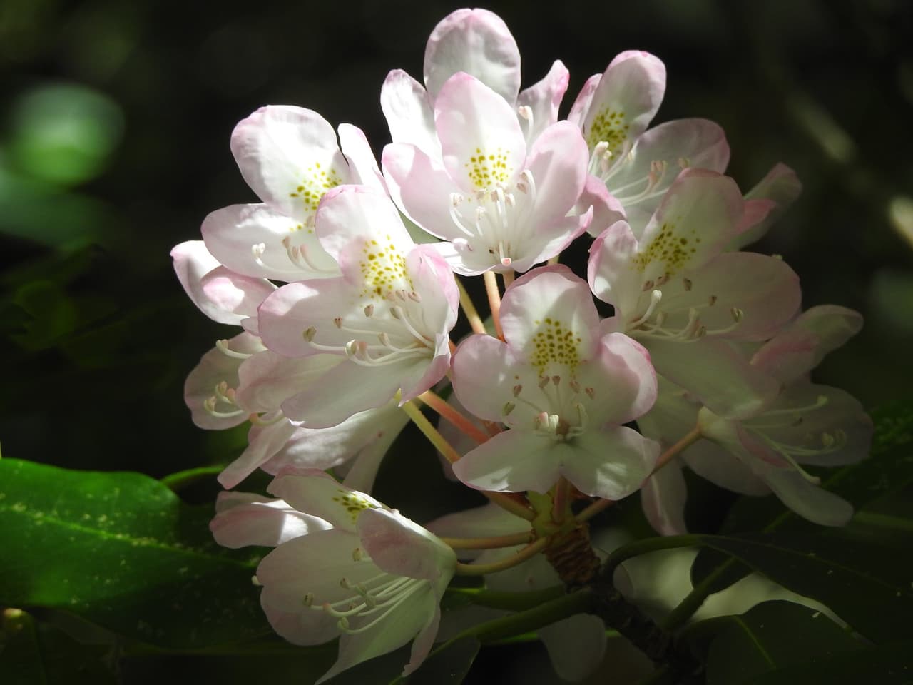 A lo largo del viaje hacia la cima, podrás observar una variedad de flores silvestres.