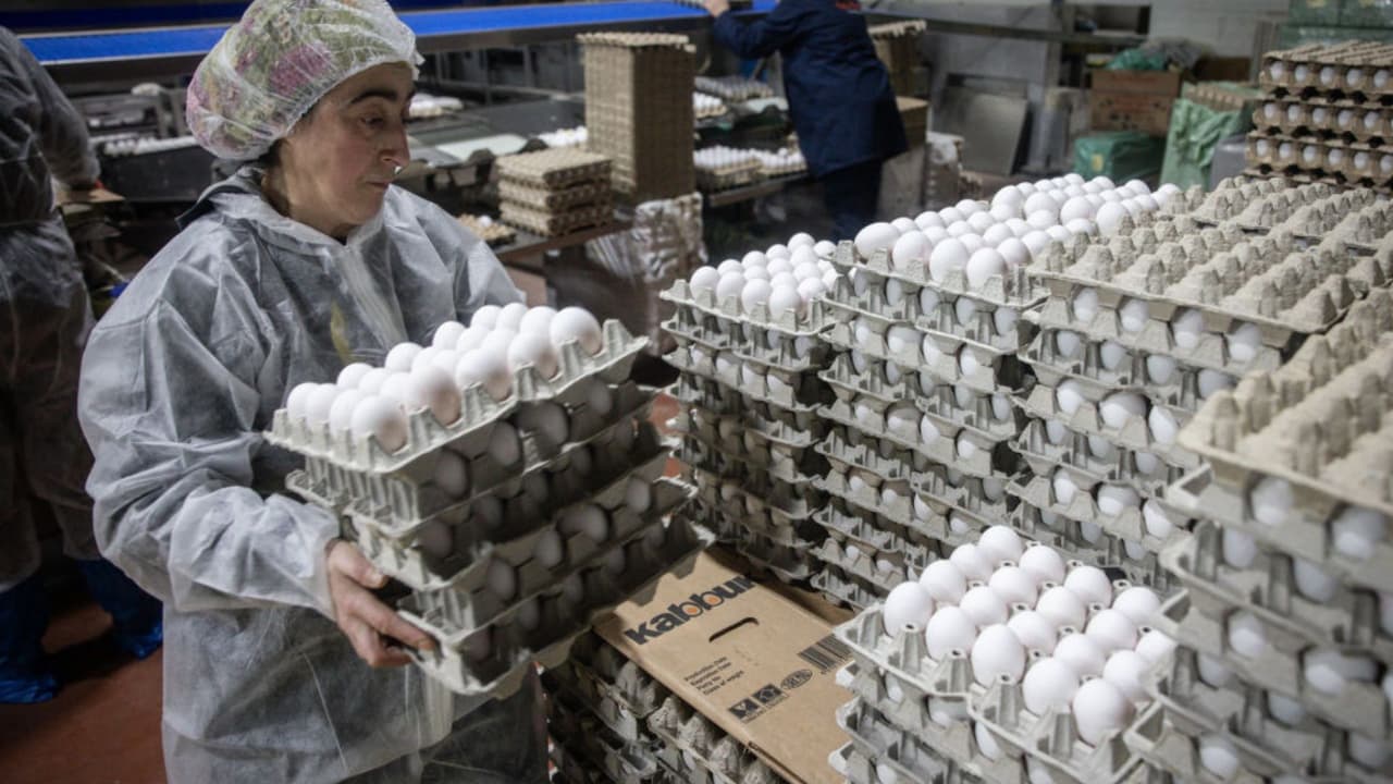 Huevos gratis: granja de Nueva York regalará huevos este viernes en varias ubicaciones