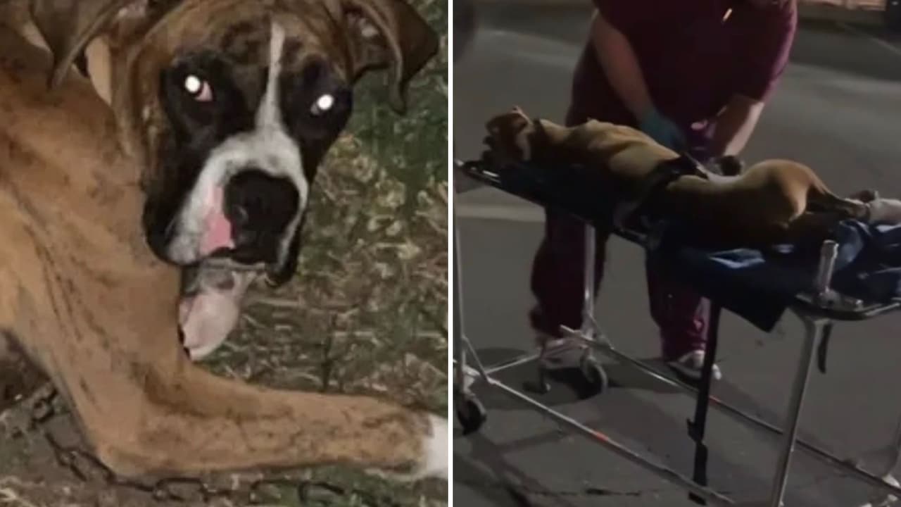 Familia busca ayuda para no dormir a su perrita que fue golpeada ‘casi hasta la muerte’ por un vecino al centro de California