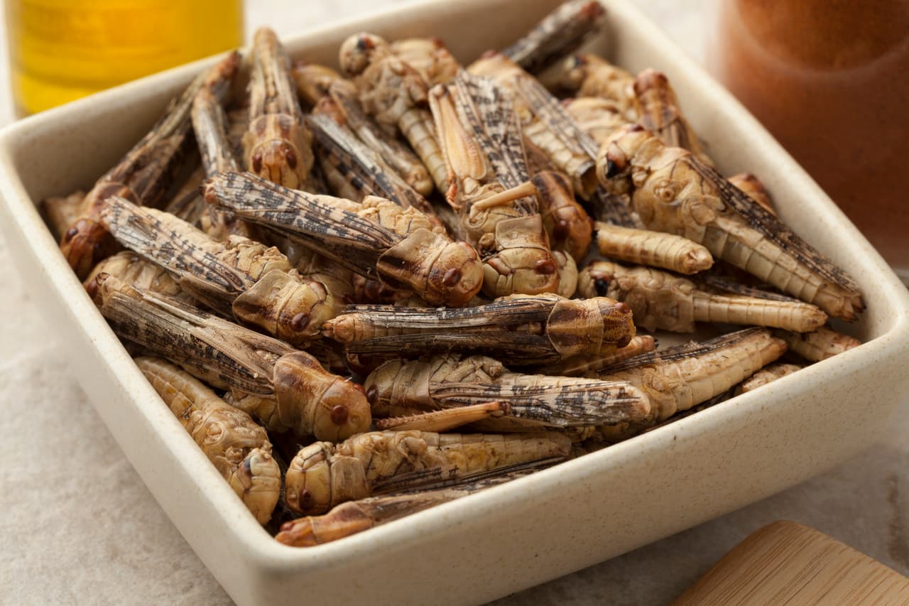 <b>Al rico insecto. </b>Todo son ventajas cuando se trata de insectos: hay 1.900 especies comestibles conocidas en el mundo;
<b>contienen proteínas y grasas saludables</b>; la cría emite menos gases de efecto invernadero que la ganadería y podrían convertirse en una fuente de ingresos para los países en vías de desarrollo. El principal escollo es, claro, que no todo el mundo está dispuesto a meterse chapulines en la boca.