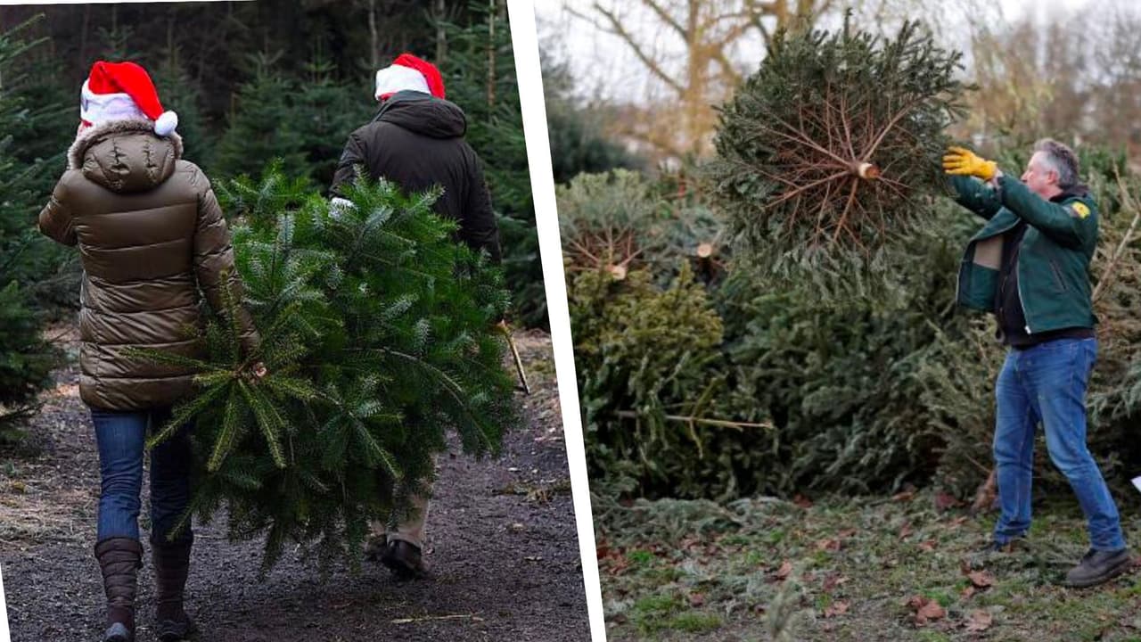 ¿Qué debo hacer ahora con mi árbol de Navidad? ¡No lo tires en la basura en Dallas! Aquí encontrarás la solución